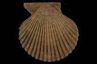 藏品(高貴海扇蛤)的圖片